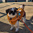 @shihtzu486cor