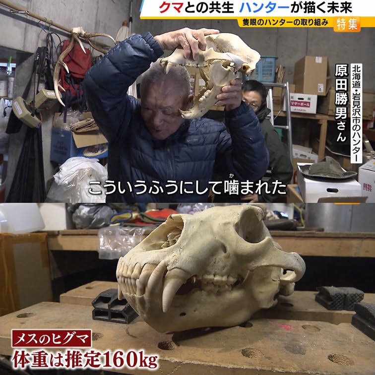 ヒグマの陰茎骨と牙 YouTube