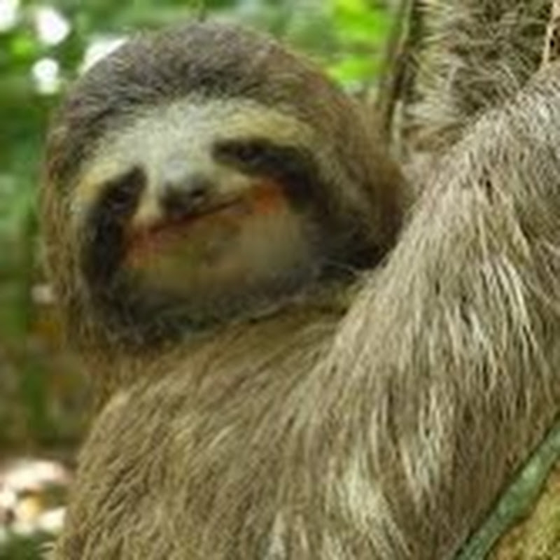 animal uauneth gerjap icon