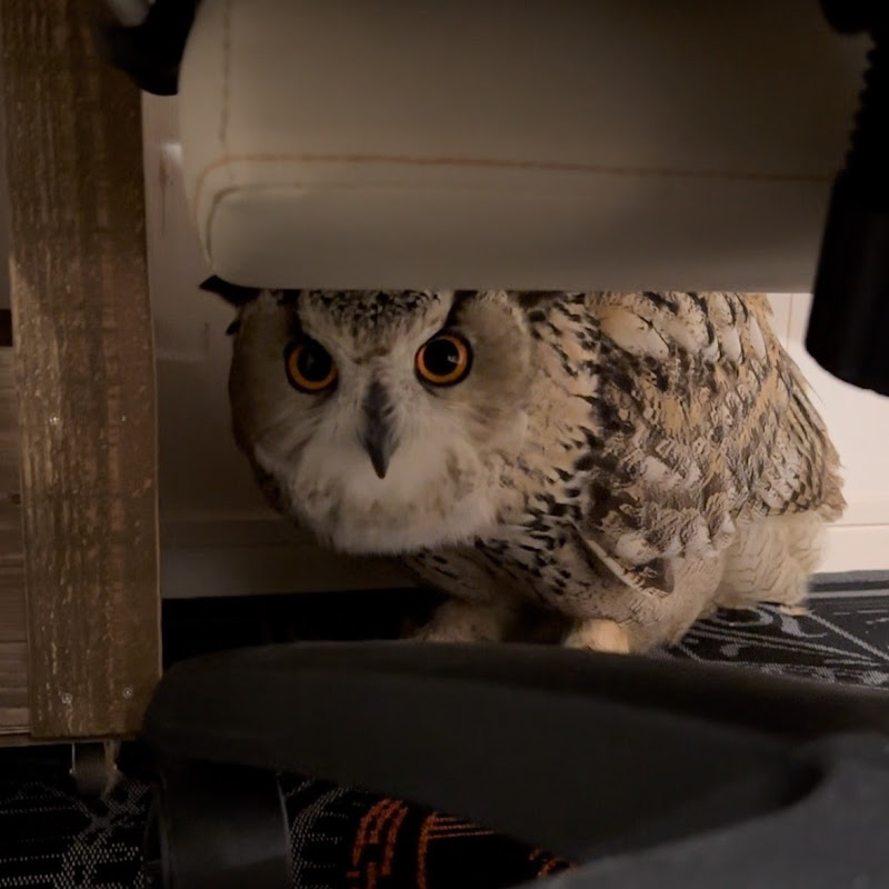 らむちゃんねる