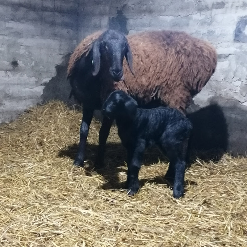 Гиссары Коноваловых Logo