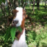 IM5lbOU_sDM-channel-avatar-Herdingoats