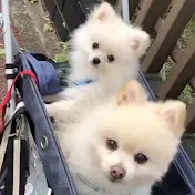 ボレーとノアの2匹暮らし