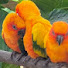 pwj11VzT0Q8-channel-avatar-Parotteville bird park 