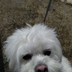 ひろじいのさんぽ