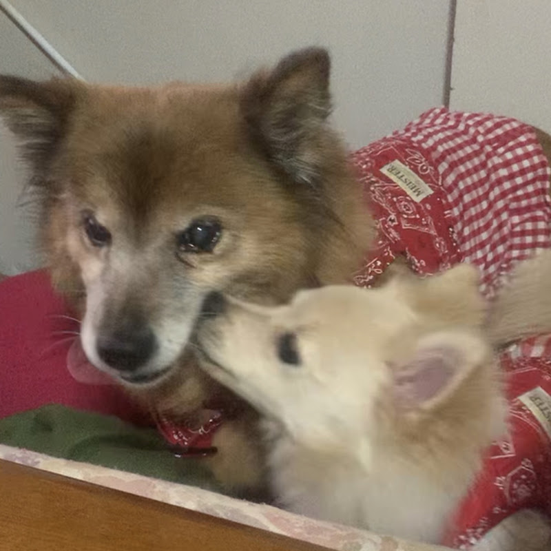 ポメ柴もも15歳(認知症) ポメラニアンさくら2歳のドタバタライフ