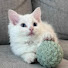 TgiJLmBDmLs-channel-avatar-Yumi & Friends
