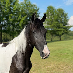 8E Rescue Ranch  Avatar