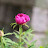 @paeon3881