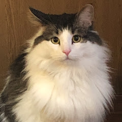 ノル猫ミロシー