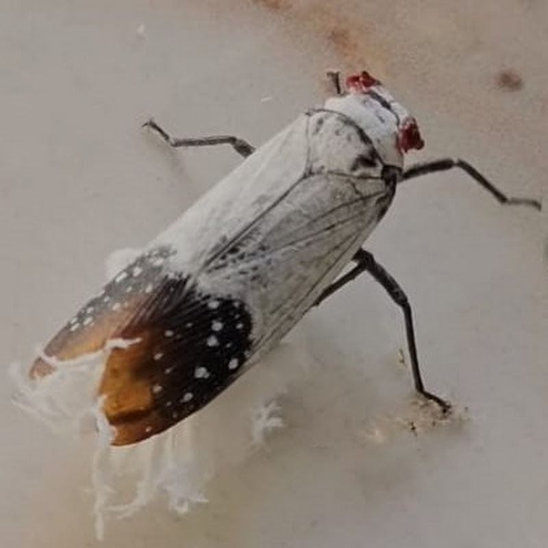 CURIOSIDADES DA NATUREZA EM CASA