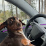 i6S8hMHVixk-channel-avatar-Rocco Rides Tesla 