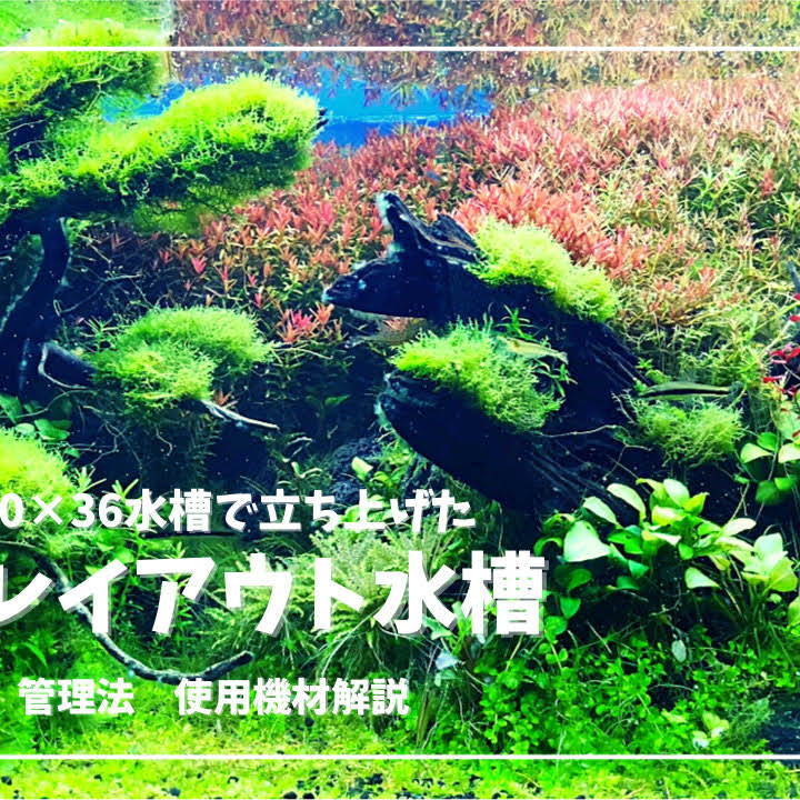 水草小話 📚『山崎美津夫先生の新刊が出版されます🎉』 ▶︎ 山崎先生の