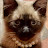 @vancachz18's avatar
