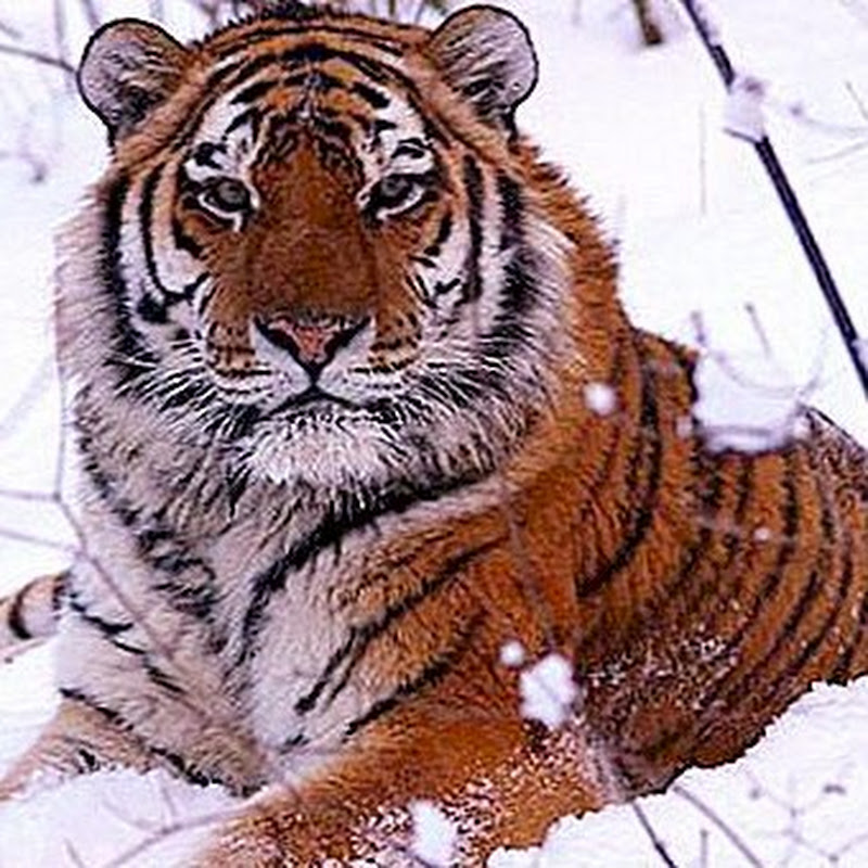 الحيات البرية 