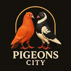 Pigeons City