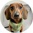 Mac DeMini Dachshund