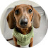 Sd-kArMMYiU-channel-avatar-Mac DeMini Dachshund