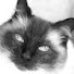 QDi4nPDM2YM-channel-avatar-Floppycats 😻