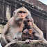 DykMqn4e2PA-channel-avatar-Monkey Chronicles