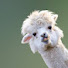I4Aq3zzi8Tk-channel-avatar-llamamama09