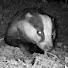 TyE8G6aC9yw-channel-avatar-Cymru Wildlife