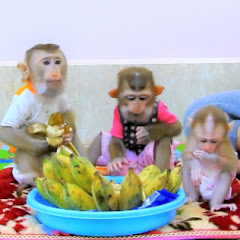 Sovan Family net worth