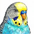 Ej3qKN0OeTI-channel-avatar-Pet Bird Mind