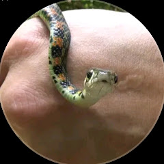 なおちゃんねる (生き物の人)