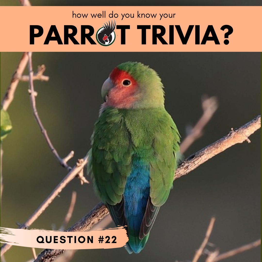 Post from World Parrot Trust