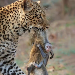 Nature’s Brutality