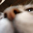 KHuUwYmDNCQ-channel-avatar-CatPetter