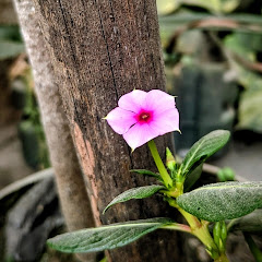 Aditya zagwar