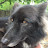 Wolf Hybrid Dog Trainer