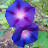 @coreybarnwell2621 Avatar