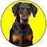 lV-H7oxJ-cI-channel-avatar-Dog Details TV
