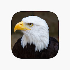 White Eagle Avatar