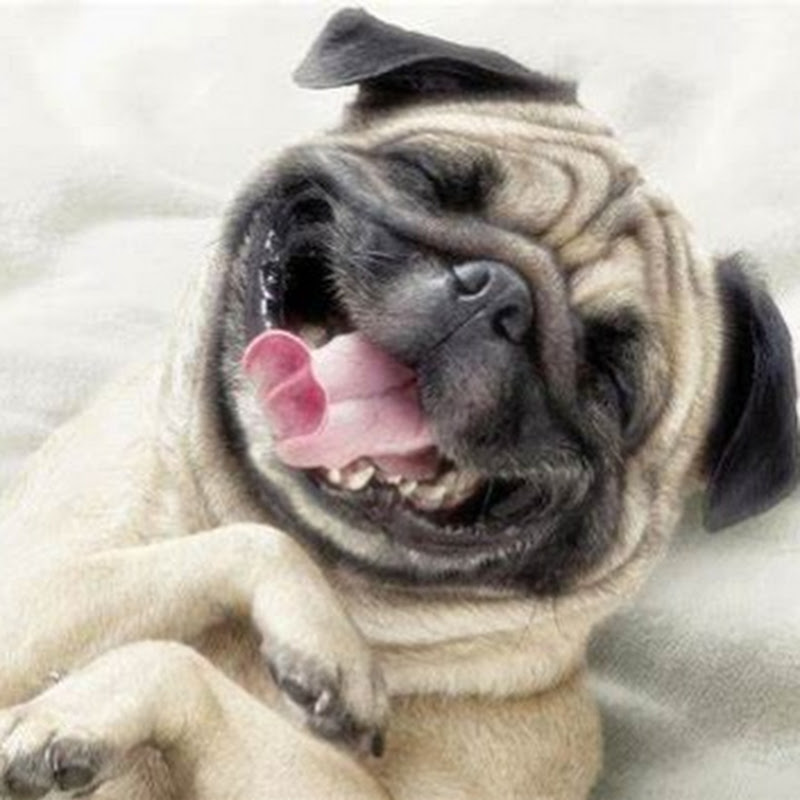 funny videos