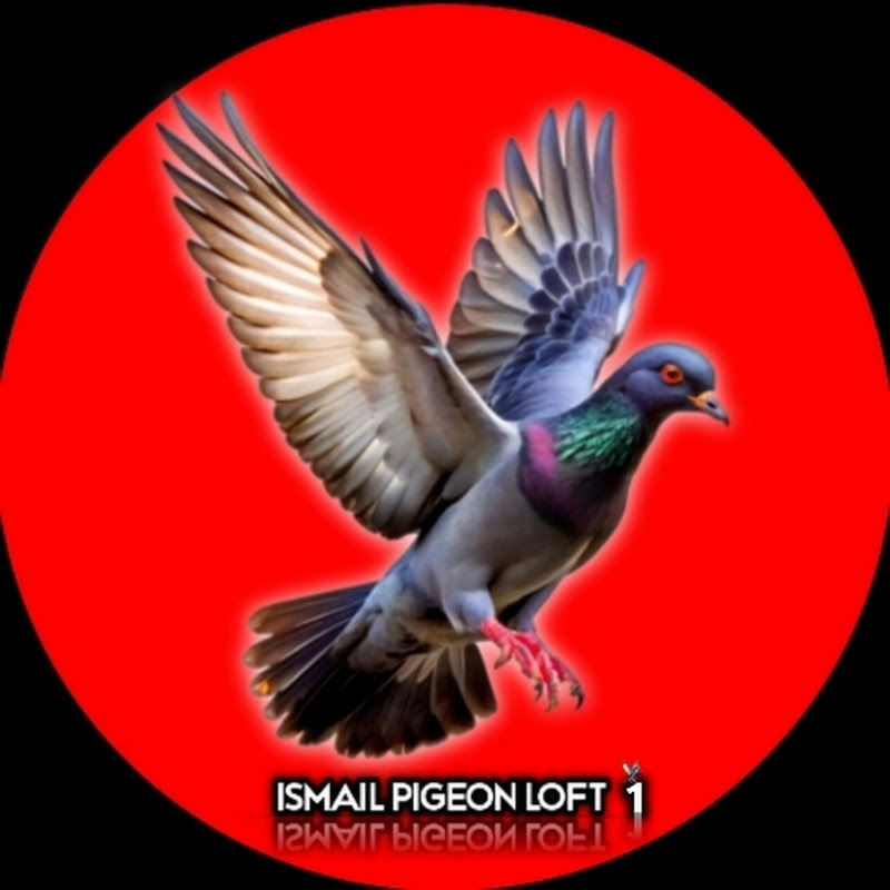 ISMAIL PIGEON LOFT 1