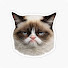 olgY1QcqaVI-channel-avatar-CatRanks