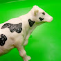 Home Animal Toys Avatar