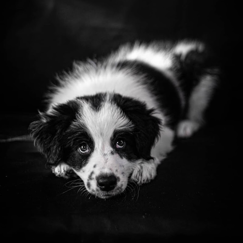 Aisha Border Collie
