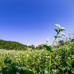 山形県長井市本町長井大江線ライブカメラアイコン画像