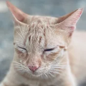 野良猫のヌッコ様