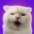 dHiuBI3CghI-channel-avatar-SneakySneeze
