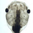 hVe4pPQ20Hw-channel-avatar-Dr. Chris Thompson