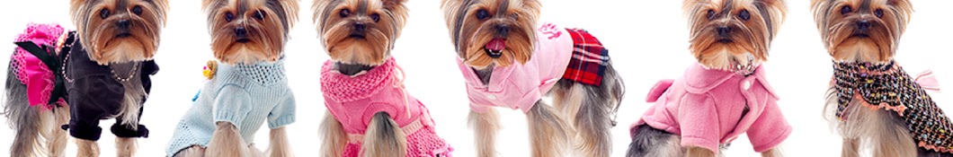 Yorkies Care Avatar canale YouTube 