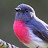 @Birds_Nature_Australia