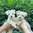 -qgTgh38Quw-channel-avatar-SVCC Toy Schnauzers