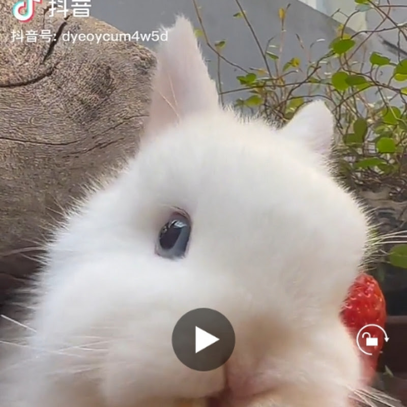 Love rabbit